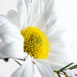 Team Page: GDC Supreme Team